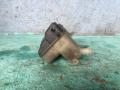 Бачок расширительный Ford Focus 2 2008г. - фото №4
